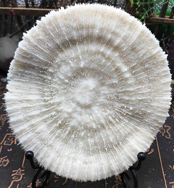 古玩雜項精美白****拍賣,當前價格999元