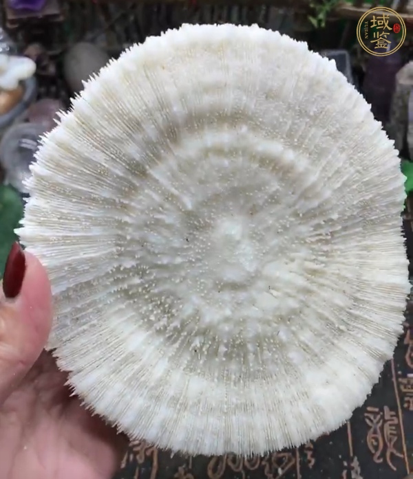 古玩雜項(xiàng)白珊瑚真品鑒賞圖