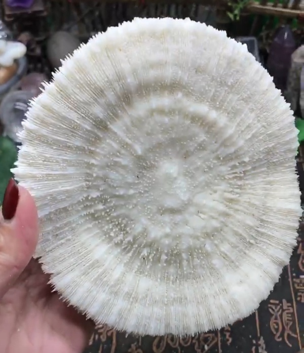古玩雜項精美白****拍賣,當前價格999元