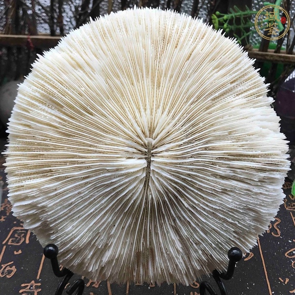 古玩雜項(xiàng)白珊瑚真品鑒賞圖