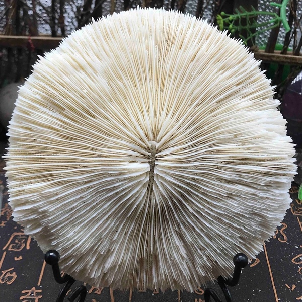 古玩雜項精美白****拍賣,當前價格999元