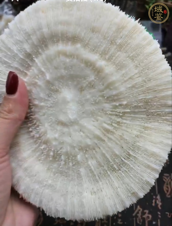 古玩雜項(xiàng)白珊瑚真品鑒賞圖