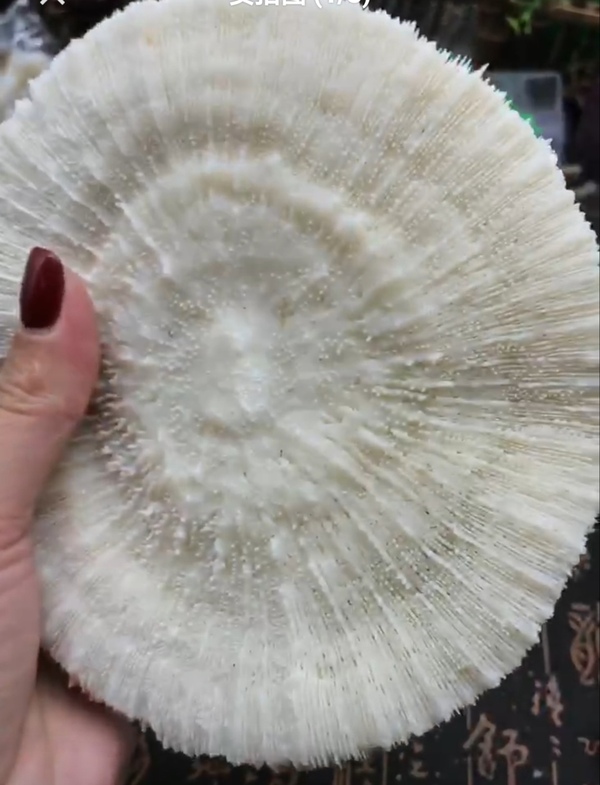 古玩雜項精美白****拍賣,當前價格999元