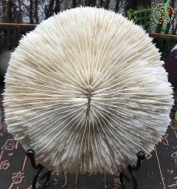 古玩雜項(xiàng)白珊瑚真品鑒賞圖