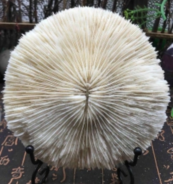 古玩雜項精美白****拍賣,當前價格999元