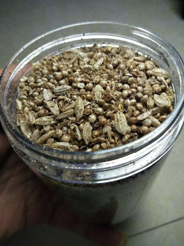 古玩陶瓷館藏級漢代糧倉出的鈣化五谷雜糧**拍賣,當前價格998元