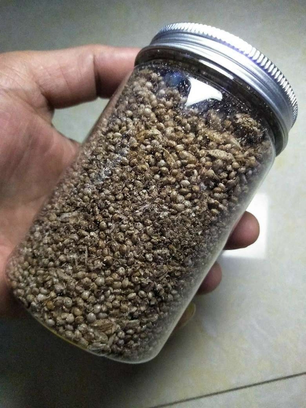 古玩陶瓷館藏級漢代糧倉出的鈣化五谷雜糧**拍賣，當前價格998元