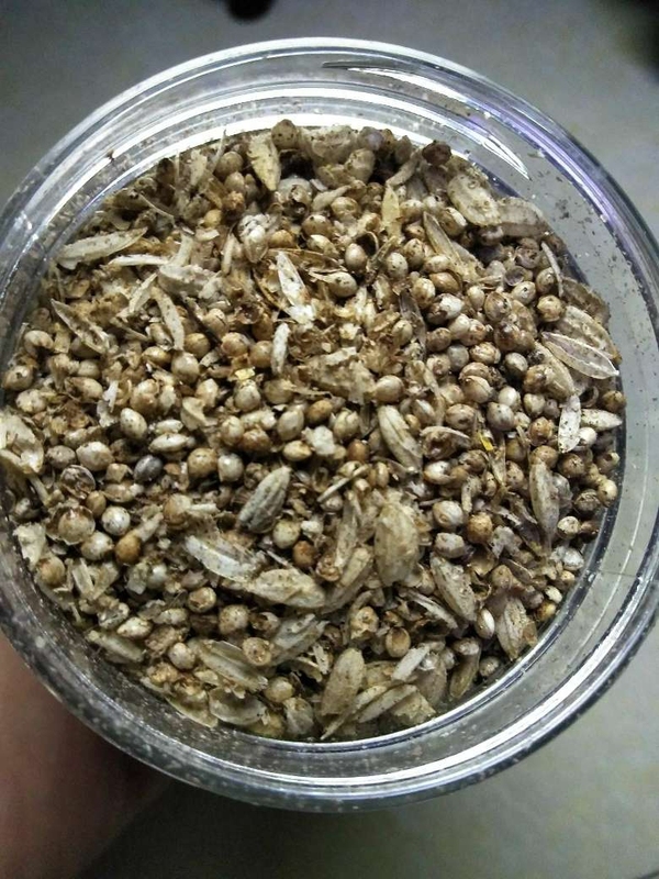古玩陶瓷館藏級漢代糧倉出的鈣化五谷雜糧**拍賣，當前價格998元
