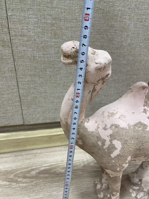 古玩陶瓷唐·駱駝拍賣(mài)，當(dāng)前價(jià)格328元