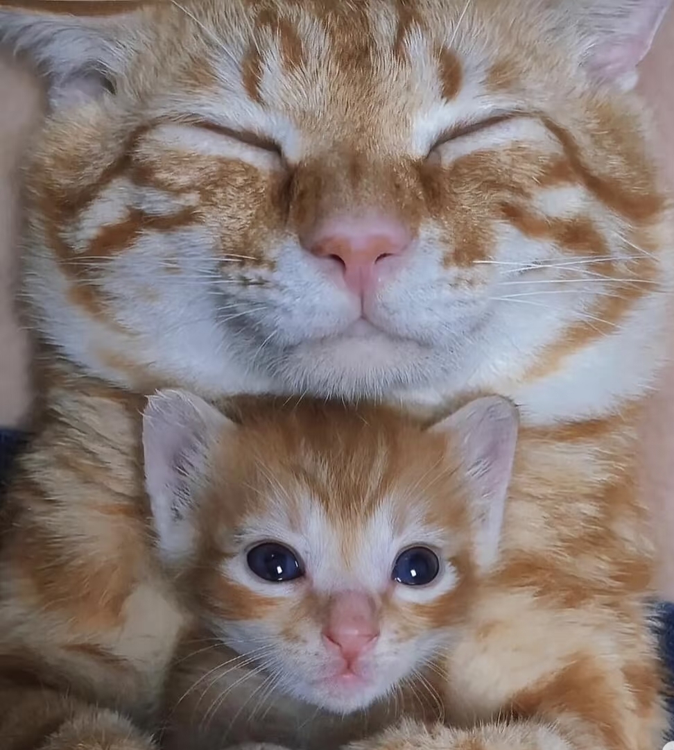 域鑒穗石的貓的店鋪