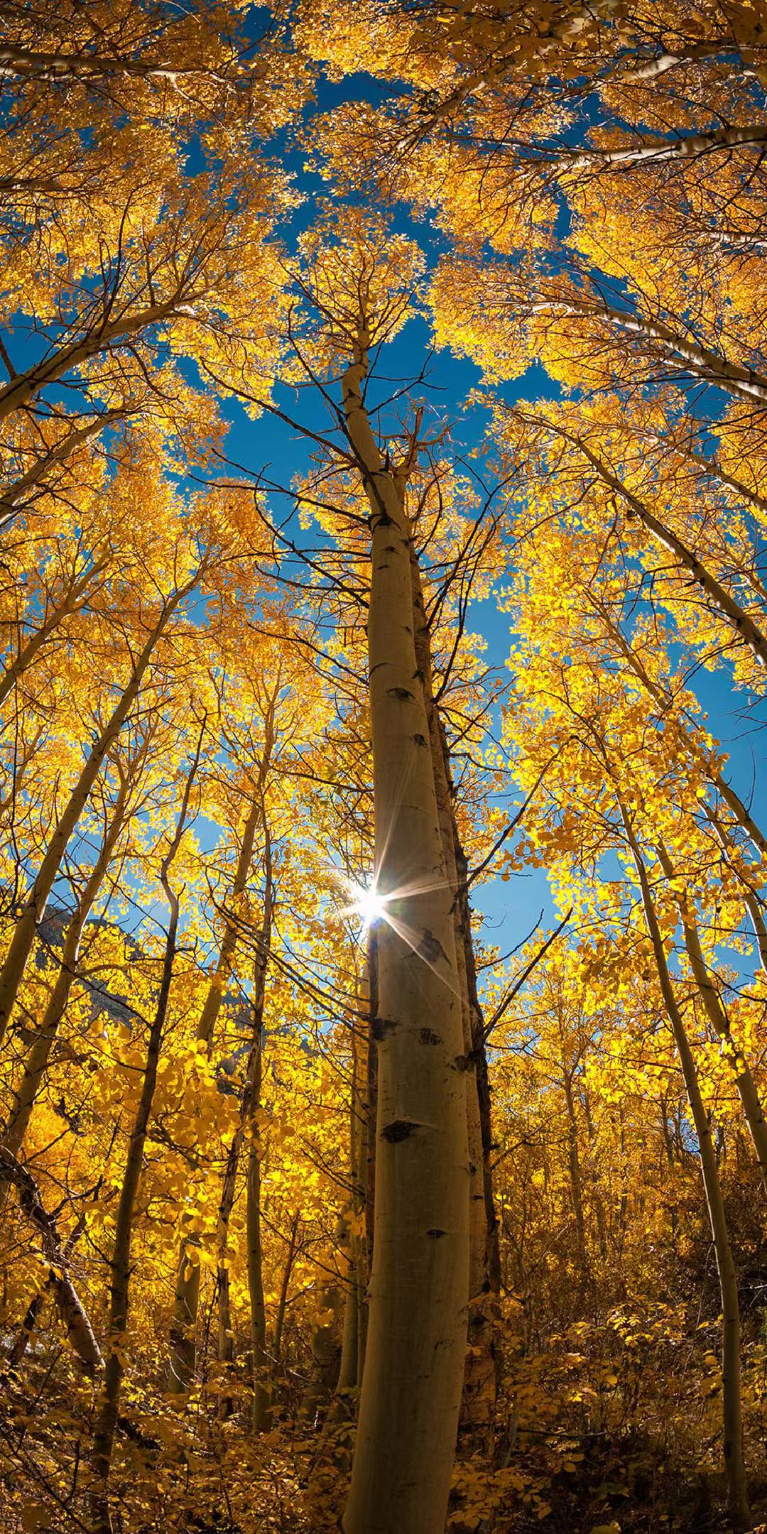 域鑒絲毫澗的店鋪