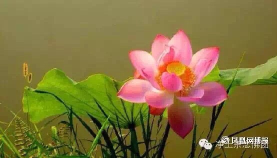 域鑒室雅幽蘭臻品的店鋪